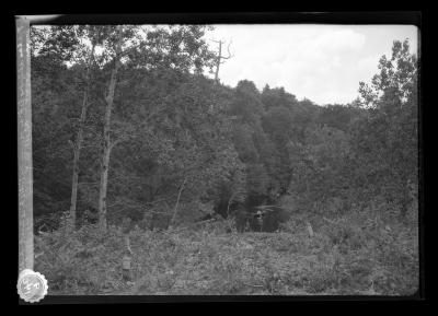 Poplar Stumps Left by Beaver on Little Fish Creek, Twp. 2, Franklin Co., N.Y.