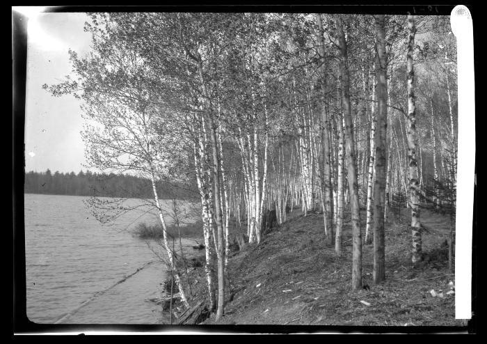 White Birches on the Shores of Saranac Lake Under Planted with Evergreen in 1906