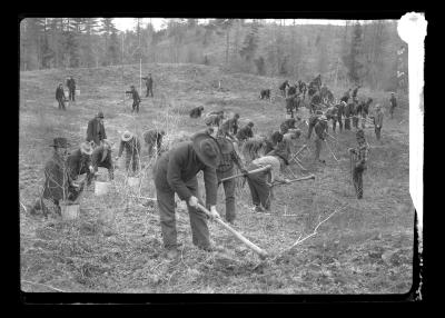 Making a Plantation of Pine Trees Near Paul Smith's, Franklin Co., N.Y.