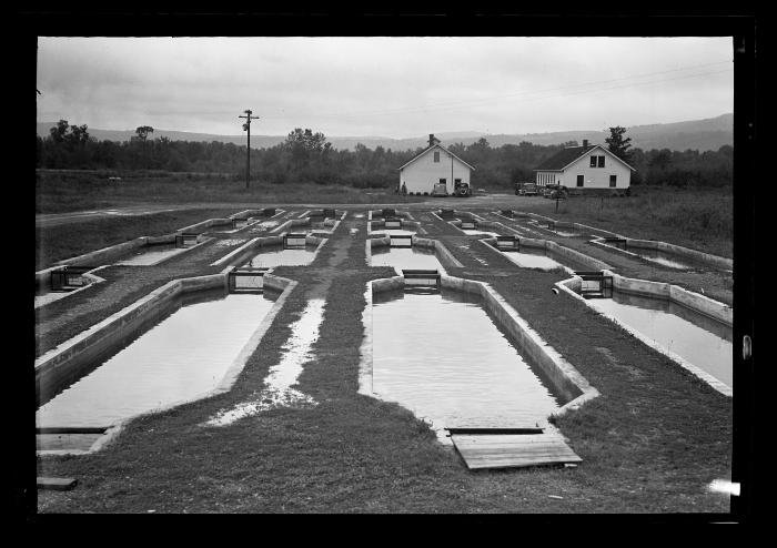 Rearing Ponds at Randolph Hatchery