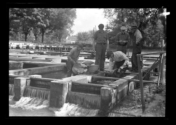 Weighing Fish at Caledonia Hatchery