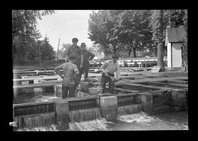 Weighing Fish at Caledonia Hatchery