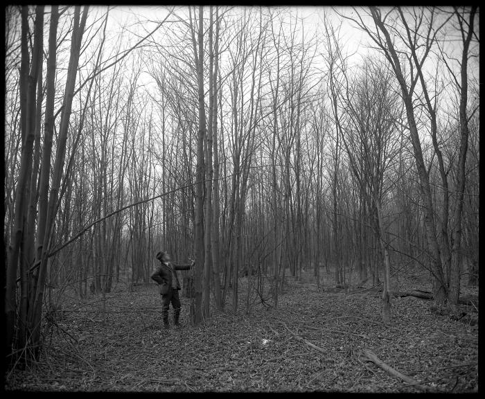 A Grove of Norway Pine between Northville and Wells