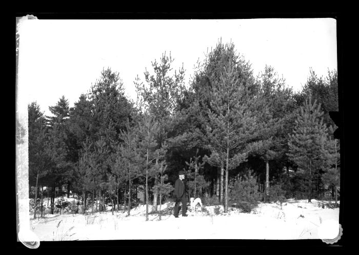 A Forest of White Pine Reproduced from Wind Sown Seed on Farm of B.N. Lobdell of Northville, N.Y.