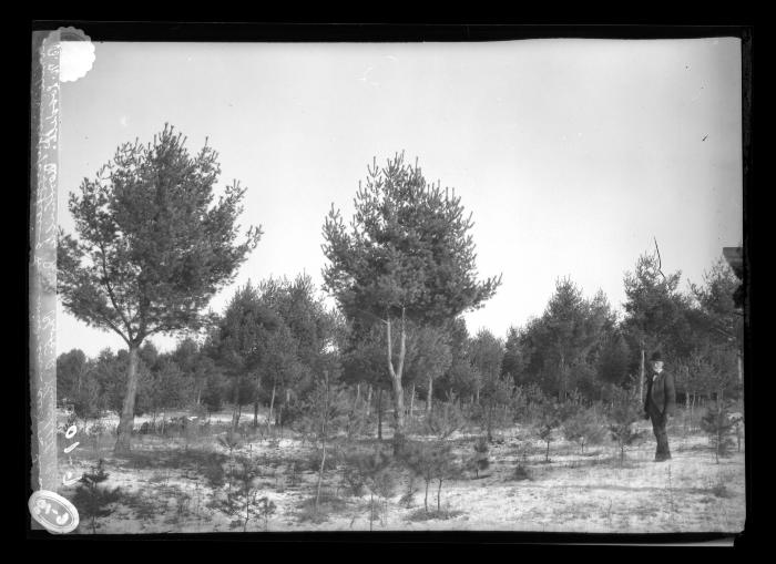 White Pine Reproducing from Wind Sown Seed on Farm of B.N. Lobdell, Northville, N.Y.