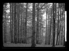 Oaks and Beeches 350-400 Years Old, Forest in the Spessart Rotenbuck