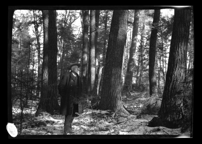 Paul Smith in a Grove of First Growth White Pine at Paul Smith's