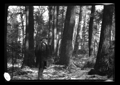 Paul Smith in a Grove of First Growth White Pine at Paul Smith's