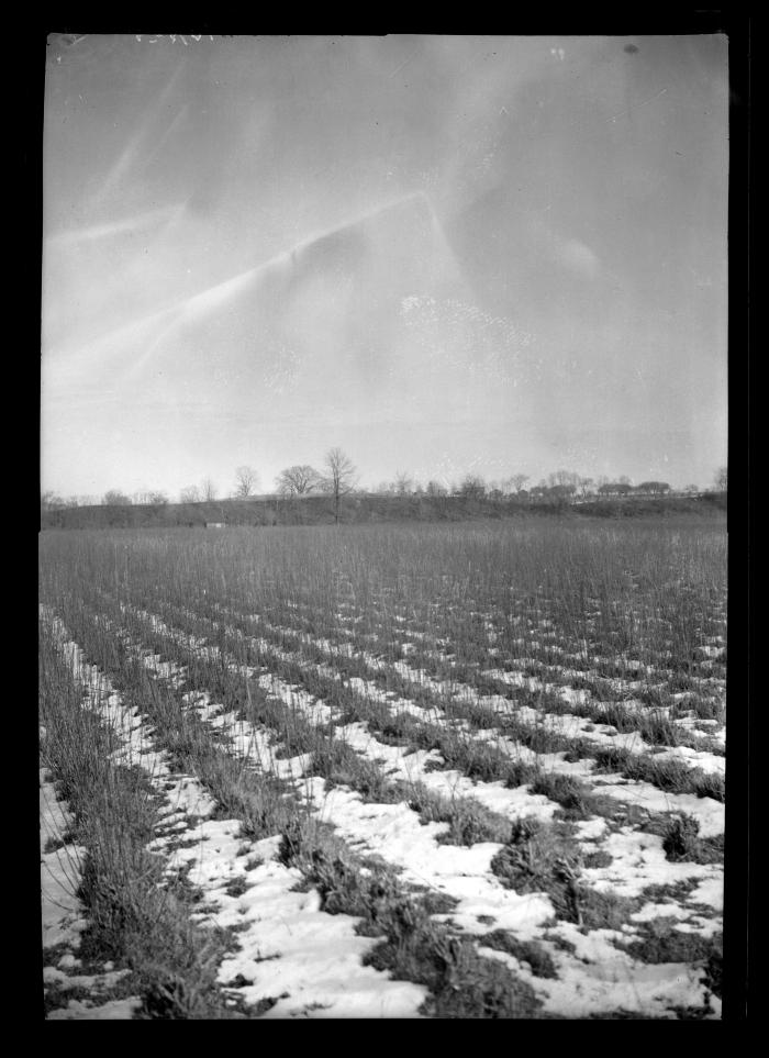 Farm, N.Y., 1906