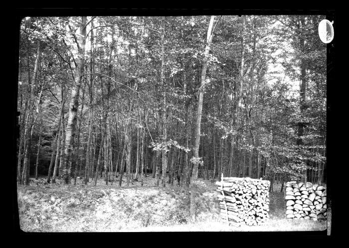 Log pile in a forest, Franklin County, N.Y., 1906