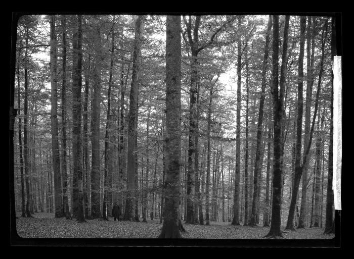 Oaks and Beeches 350-400 Years Old, Forest in the Spessart Rotenbuck