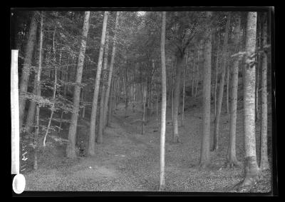 Colassal Larch and Beech, Eisenach Turinger wald