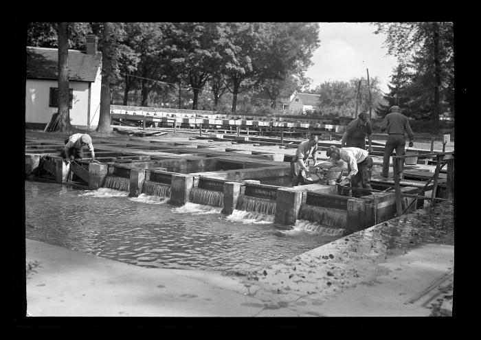 Weighing Fish at Caledonia Hatchery