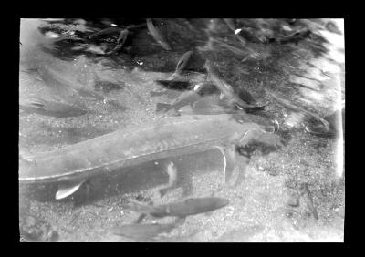 "Old Cal", Sturgeon at Caledonia Hatchery