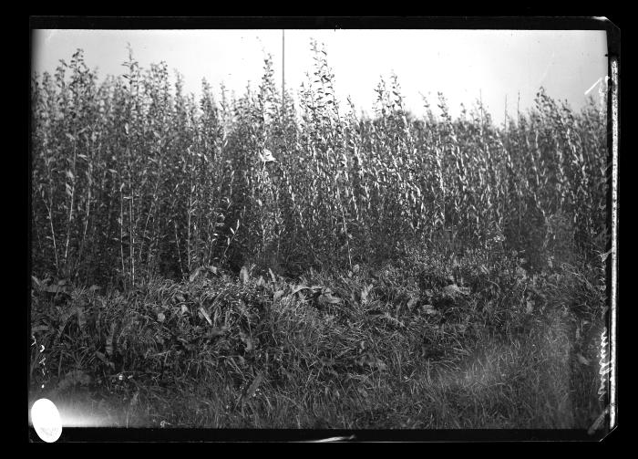 Willow Second Year After Planting