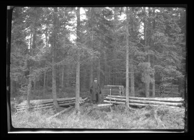 Firewood in a German Forest, 1904