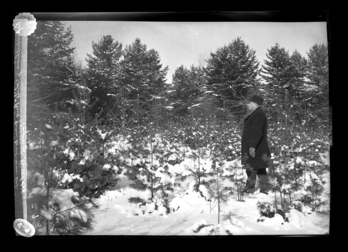 A Forest of White Pine Reproduced from Wind Sown Seed on Farm of B.N. Lobdell of Northville, N.Y.