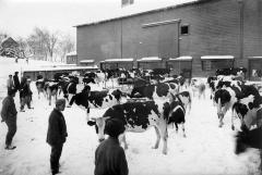 Mental Health Custodial Facilities. Cows In Yard