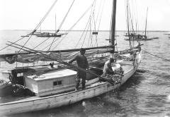 Oyster Schooner. Oysters being raised from water to sorting board. Great South Bay.