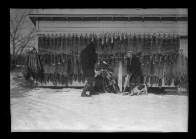 Fur Resources Study.  Fox Pelts Trapped by Ed Mauton of Greenville in 40 Days, Ed Mauton in Picture