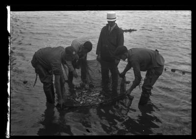 Taking Minnows from Shaughnessy's Pond, Troy