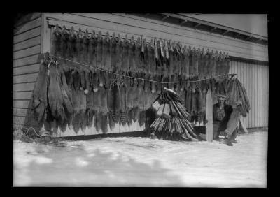 Fur Resources Study.  Fox Pelts Trapped by Ed Mauton of Greenville in 40 Days, Ed Mauton in Picture