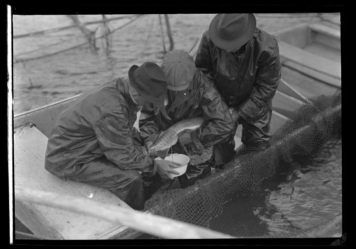 Chautauqua Hatchery, Taking Muskalonge Eggs