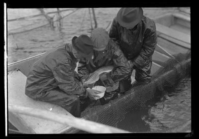 Chautauqua Hatchery, Taking Muskalonge Eggs