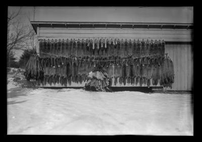 Fur Resources Study.  Fox Pelts Trapped by Ed Mauton of Greenville in 40 Days, Ed Mauton in Picture