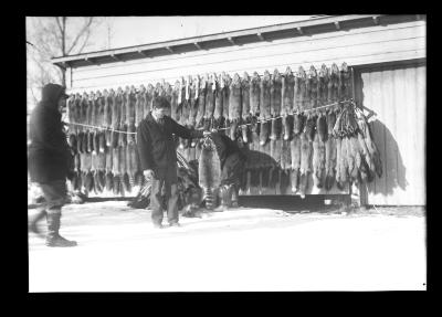 Arthur Cook Showing Fox Pelts Trapped by Ed. Mauton in 40 Days