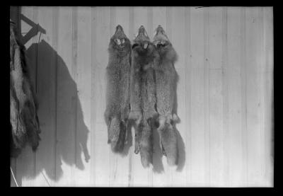 Similarity of Fox Pelts, Gray Fox at Left; Gray Phase of Red Fox in Center and Typical Red Fox at Right. Part of Fox Pelts Trapped by Ed Mauton of Greenville in 40 Days