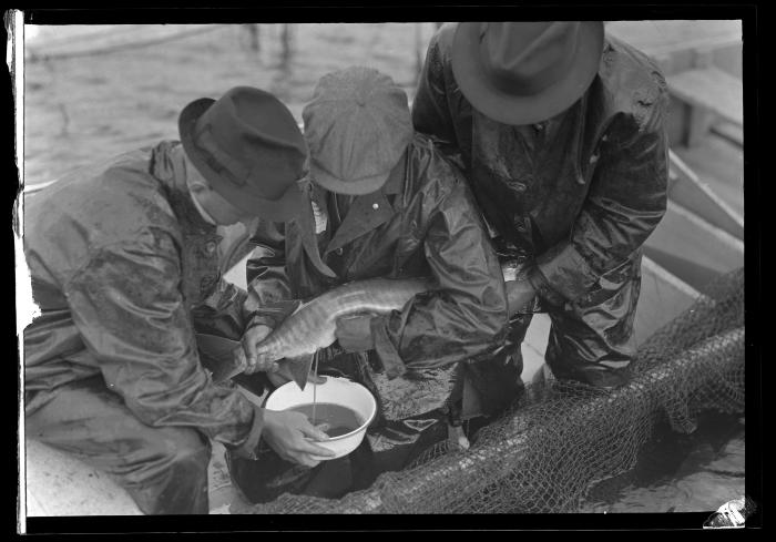 Chautauqua Hatchery, Taking Muskalonge Eggs