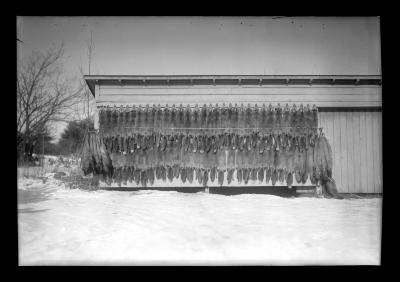 Fur Resources Study.  Fox Pelts Trapped by Ed Mauton of Greenville in 40 Days, Ed Mauton in Picture