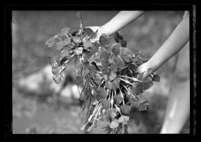 Water Chestnuts, Close-Up and Long Shots