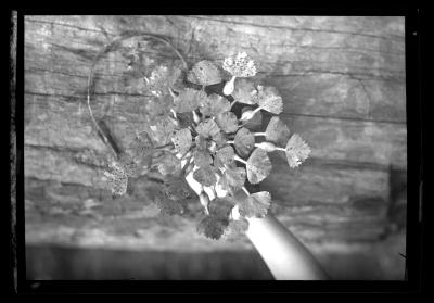 Water Chestnuts, Close-Up and Long Shots