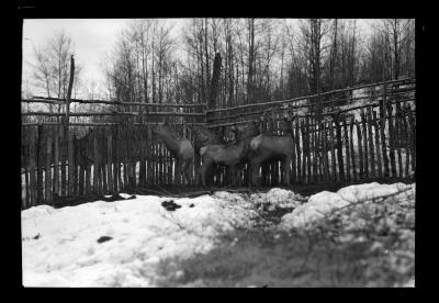 Elk, DeBar Mountain, Inman, N.Y.