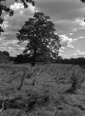 Site of the Treaty of Big Tree in Geneseo, New York