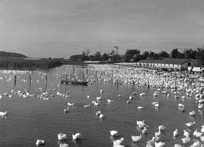 Duck Farm in Long Island, New York. June 16, 1938 