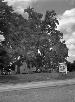The Scythe Tree in Seneca County, New York. August 23, 1941 