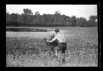 Water Chestnuts, Close-Up and Long Shots