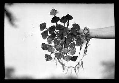 Water Chestnuts, Close-Up and Long Shots