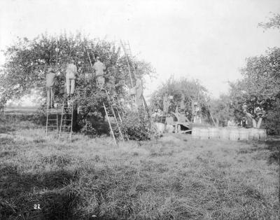 Mental Health Custodial Facilities. Apple Harvest