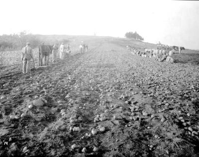 Mental Health Custodial Facilties. Potato Harvest