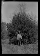 Natural growth pine 13 years old in a Saratoga wood lot