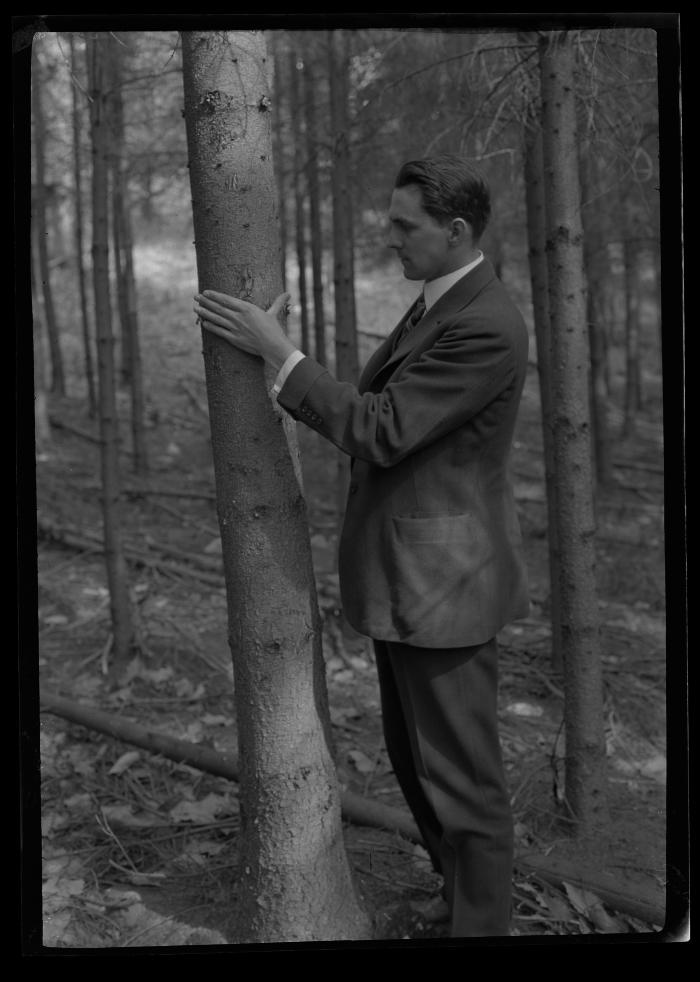 Interior Norway spruce plantation 28 yrs. old of C.T. Dietrich, Millbrook, Dutchess Co.