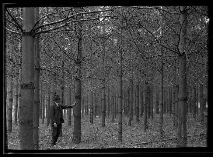 C.T. Dietrich stands amidst pine trees at a plantation in Millbrook, N.Y.