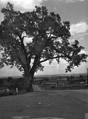 Lafayette Tree in Geneva, New York. September 23, 1941