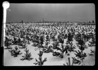 Scotch pine plantations at Lake Clear Junction planted in 1902