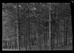 C.T. Dietrich and an unidentified man talk under Scotch Pine trees at a plantation in Millbrook, N.Y.