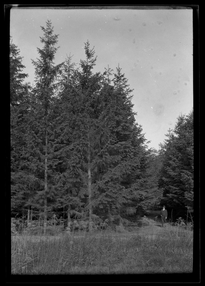 C.T. Dietrich walks through a stand of pine trees at a plantation in Millbrook, N.Y.